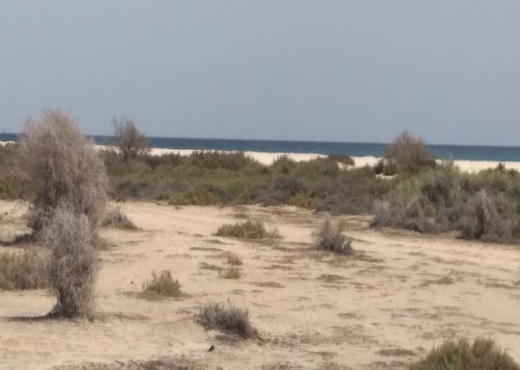 beau terrain très proche de la mer sud hamammet